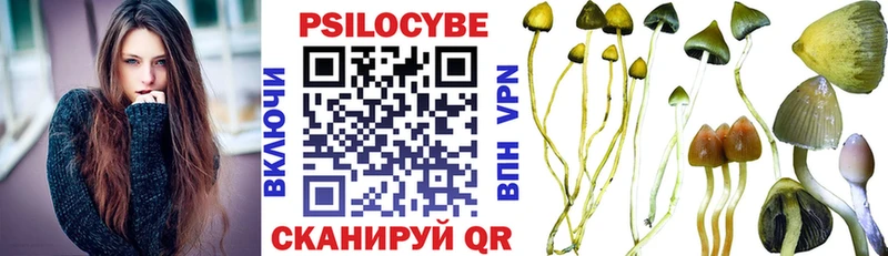 купить   Купино  Галлюциногенные грибы Psilocybe 